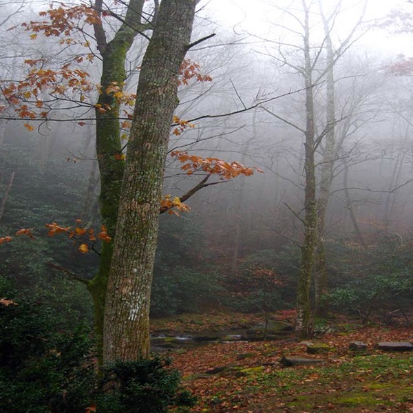 Magical Mist Hickory Nut Forest Appalachia North Carolina