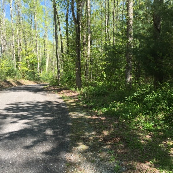 Land for Sale Hickory Nut Forest