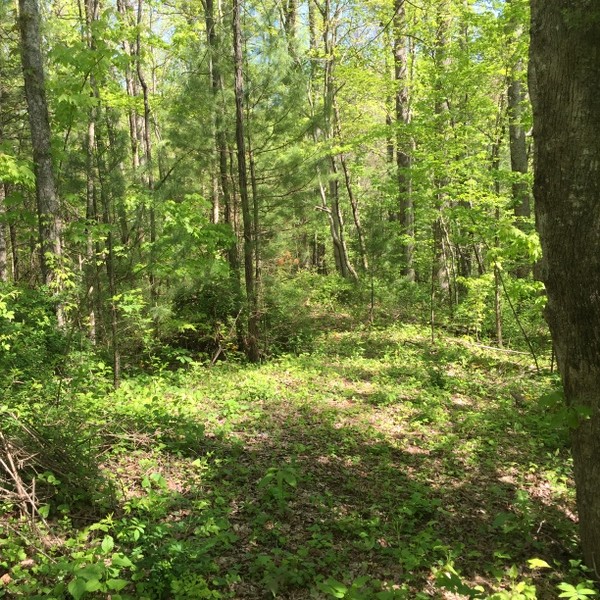 Land for Sale Hickory Nut Forest