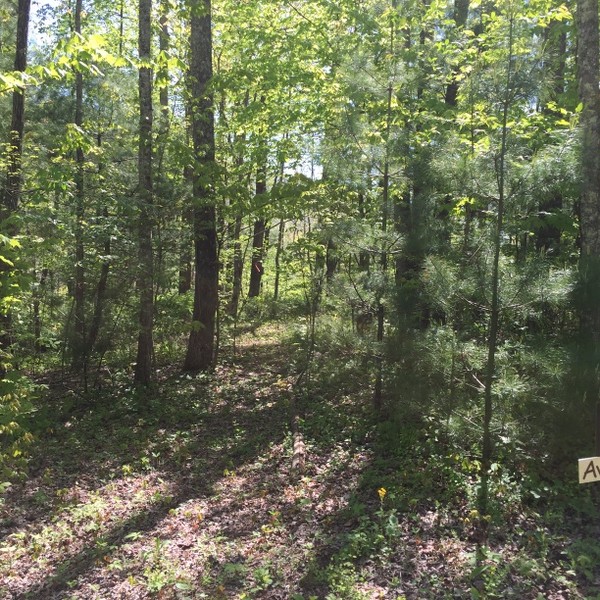Land for Sale Hickory Nut Forest
