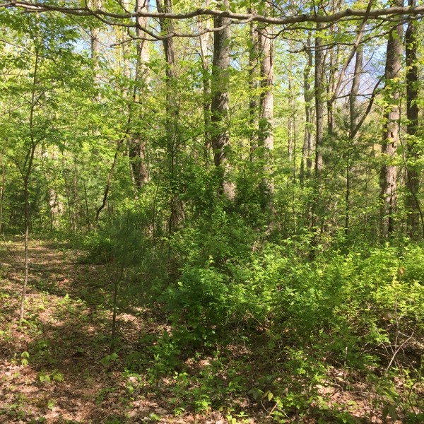 Land for Sale Hickory Nut Forest