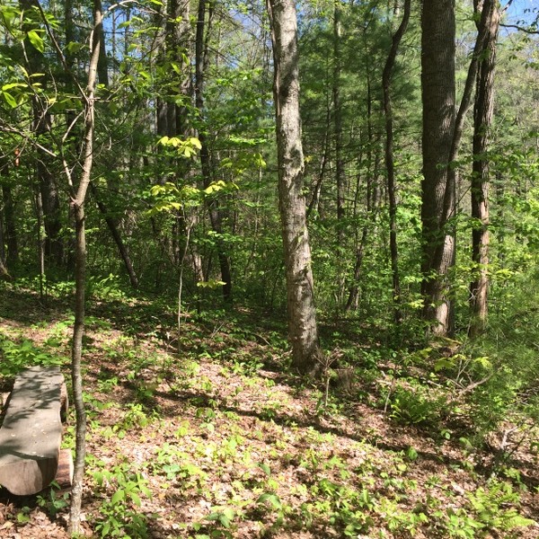Land for Sale Hickory Nut Forest