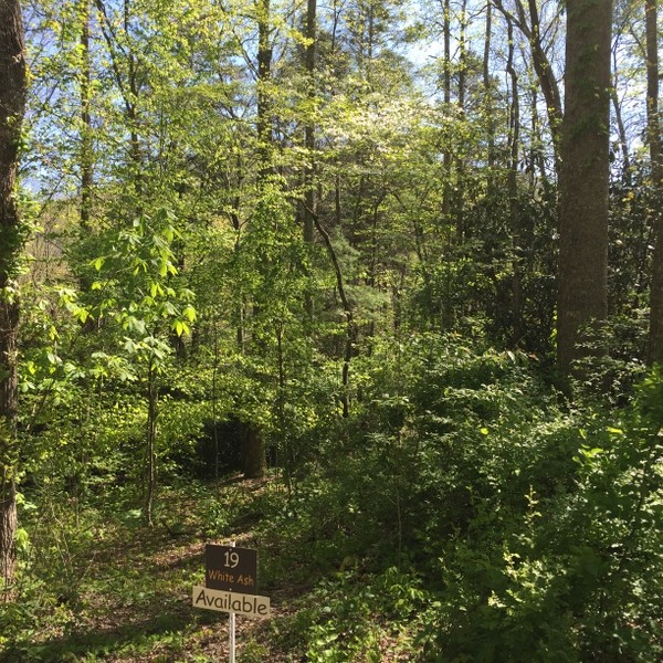 Hickory Nut Forest Lot 19