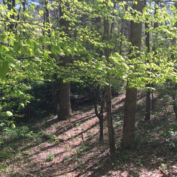 Hickory Nut Forest Lot 19