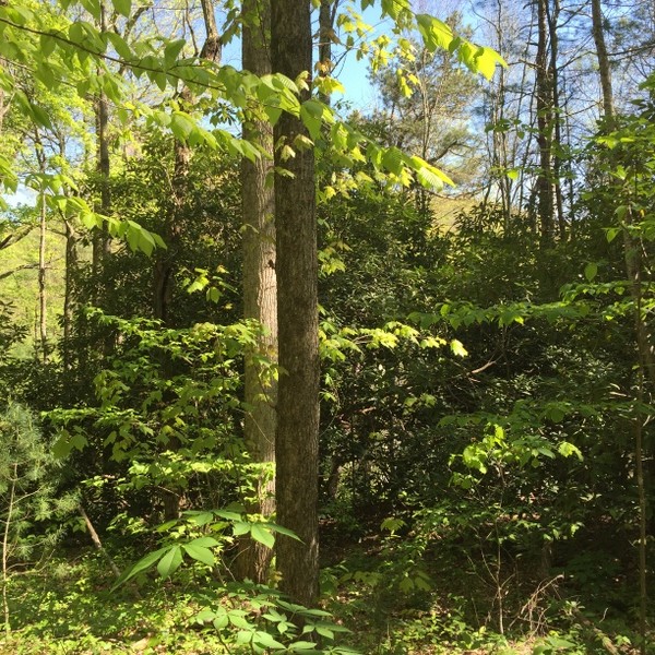 Hickory Nut Forest Lot 19