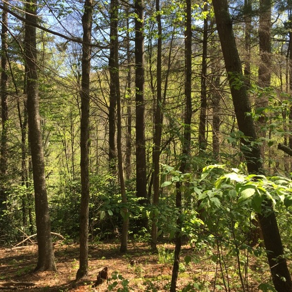 Hickory Nut Forest Lot 19