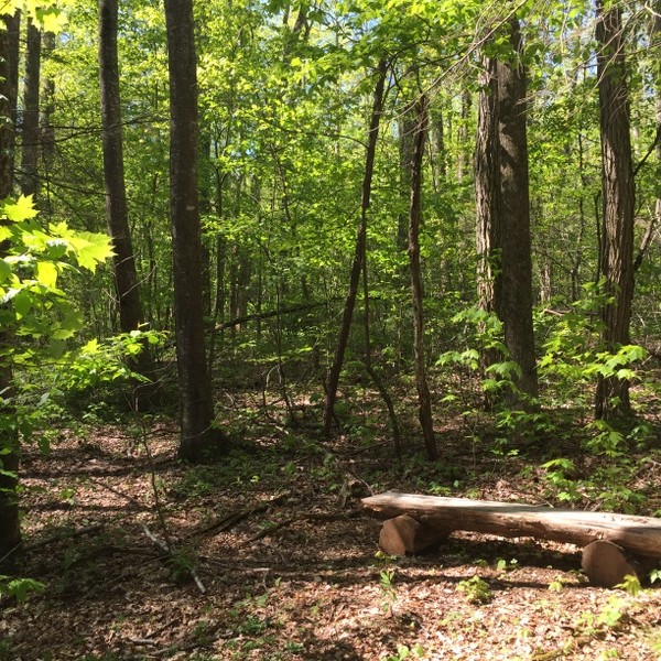 Hickory Nut Forest Lot 19