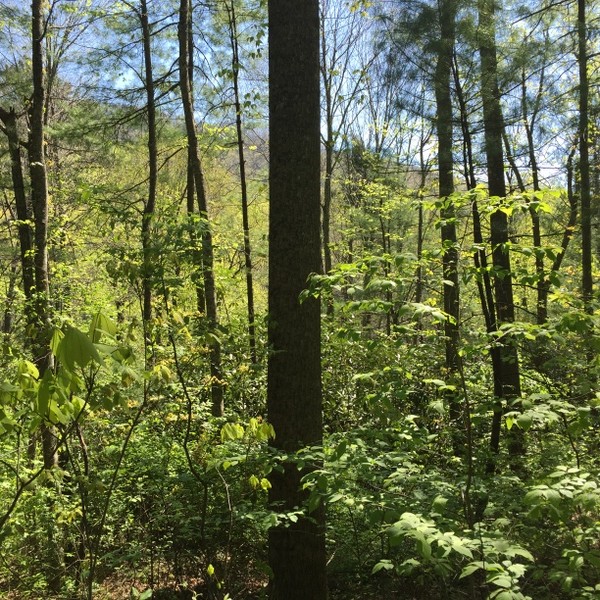 Hickory Nut Forest Lot 19
