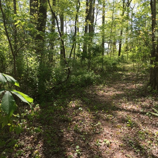 Hickory Nut Forest Lot 19