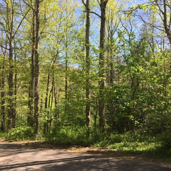 Hickory Nut Forest Lot 19