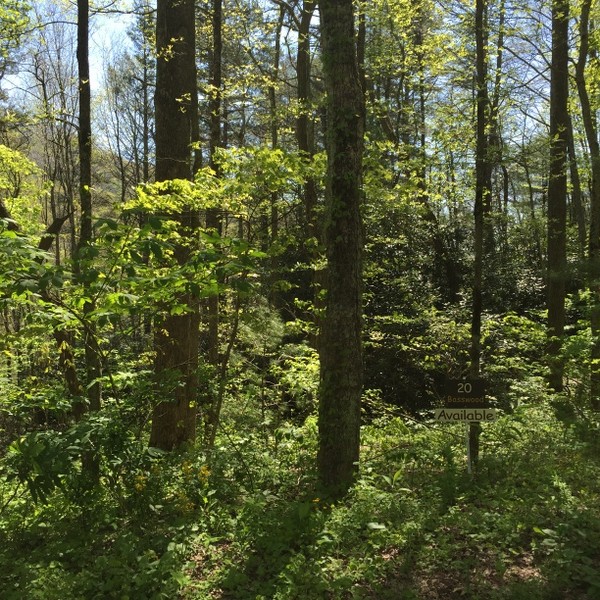 Hickory Nut Forest Lot 20