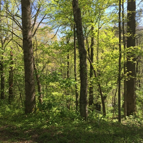 Hickory Nut Forest Lot 20