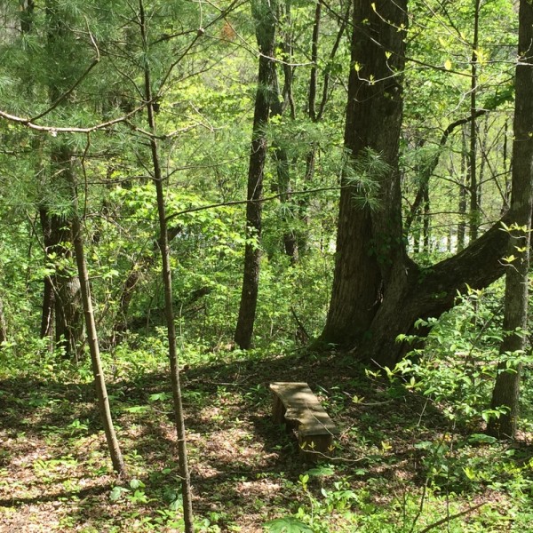 Hickory Nut Forest Lot 20