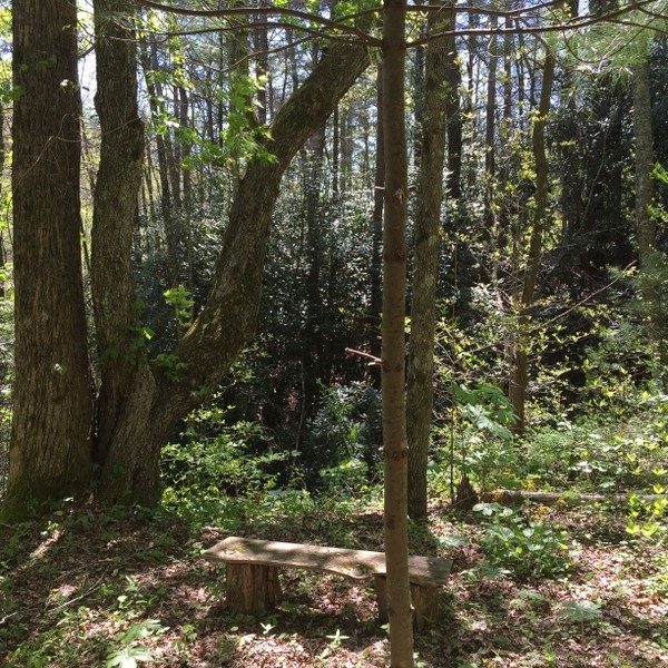 Hickory Nut Forest Lot 20