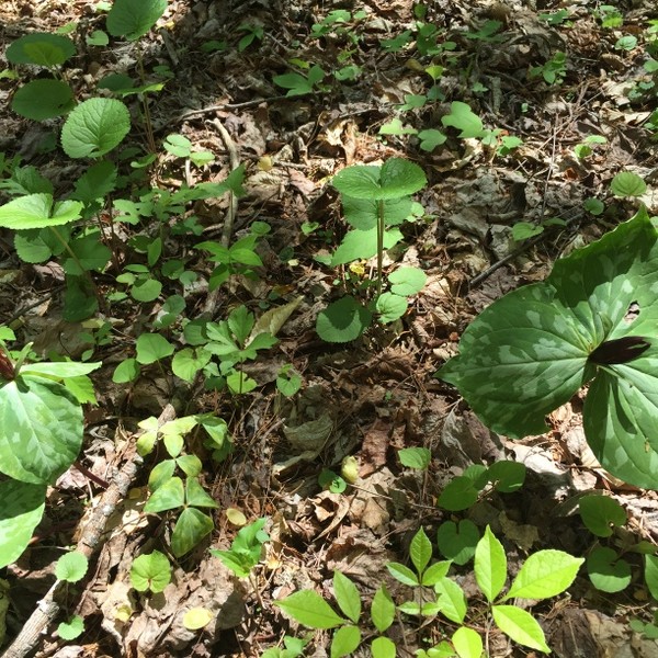 Hickory Nut Forest Lot 20