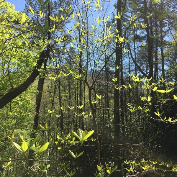 Hickory Nut Forest Lot 20