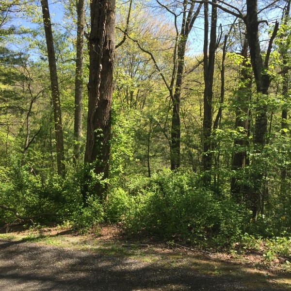 Hickory Nut Forest Lot 20