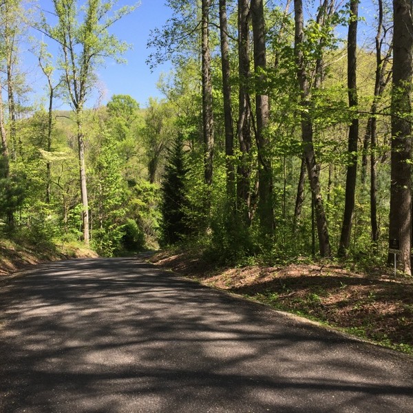 Hickory Nut Forest Lot 20