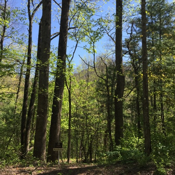 Hickory Nut Forest Lot 21