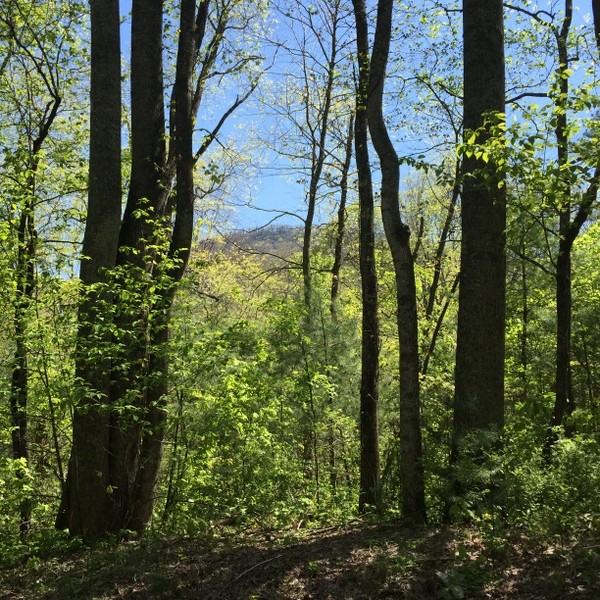 Hickory Nut Forest Lot 21