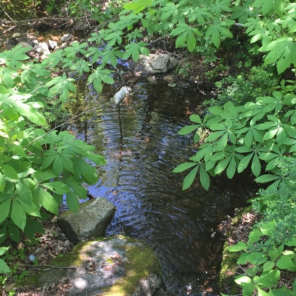 Hickory Nut Forest Lot 21