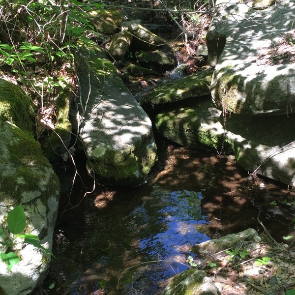 Hickory Nut Forest Lot 21