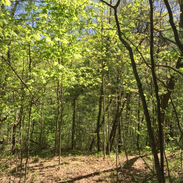 Hickory Nut Forest Lot 21