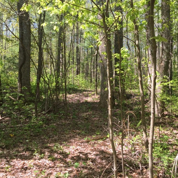 Hickory Nut Forest Lot 21