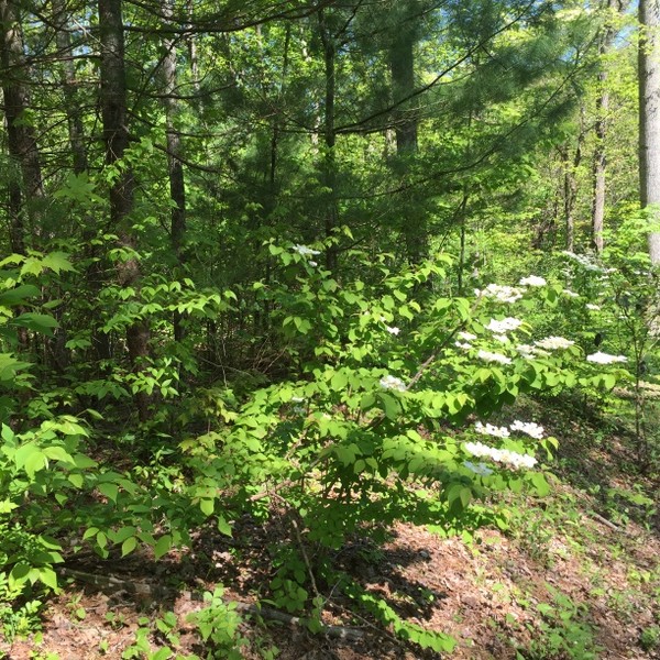 Hickory Nut Forest Lot 21