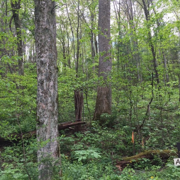 Hickory Nut Forest Lot 22