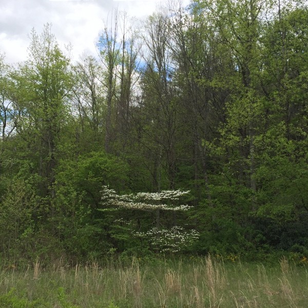 Hickory Nut Forest Lot 22