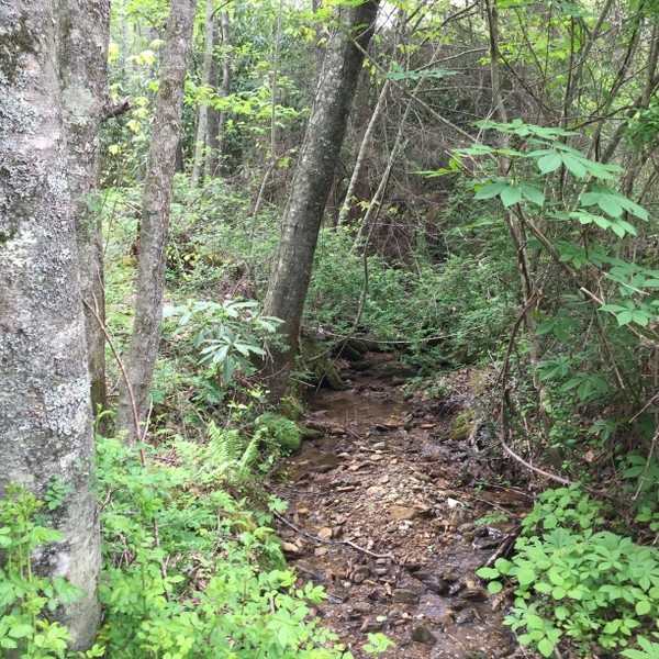 Hickory Nut Forest Lot 22