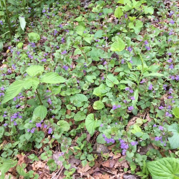Hickory Nut Forest Lot 22