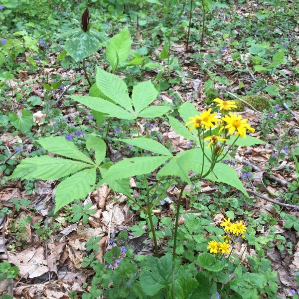 Hickory Nut Forest Lot 22