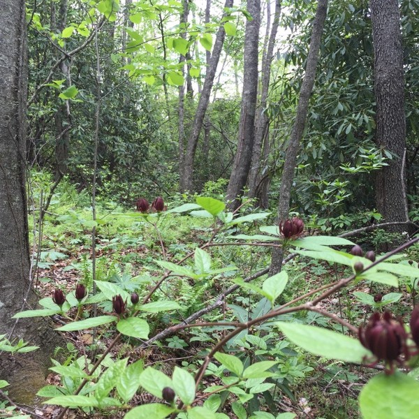 Hickory Nut Forest Lot 22