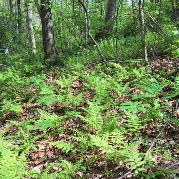 Hickory Nut Forest Lot 22