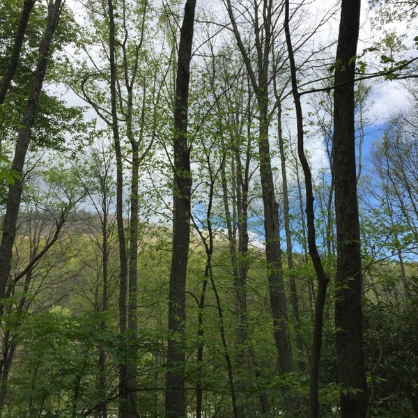 Hickory Nut Forest Lot 22