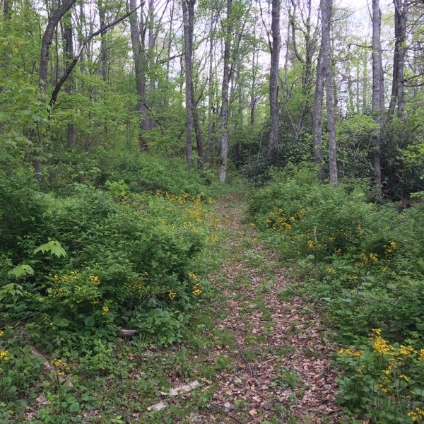 Hickory Nut Forest Lot 22