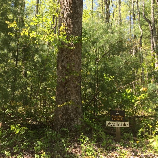 Land for Sale Hickory Nut Forest
