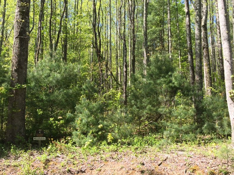 Land for Sale Hickory Nut Forest